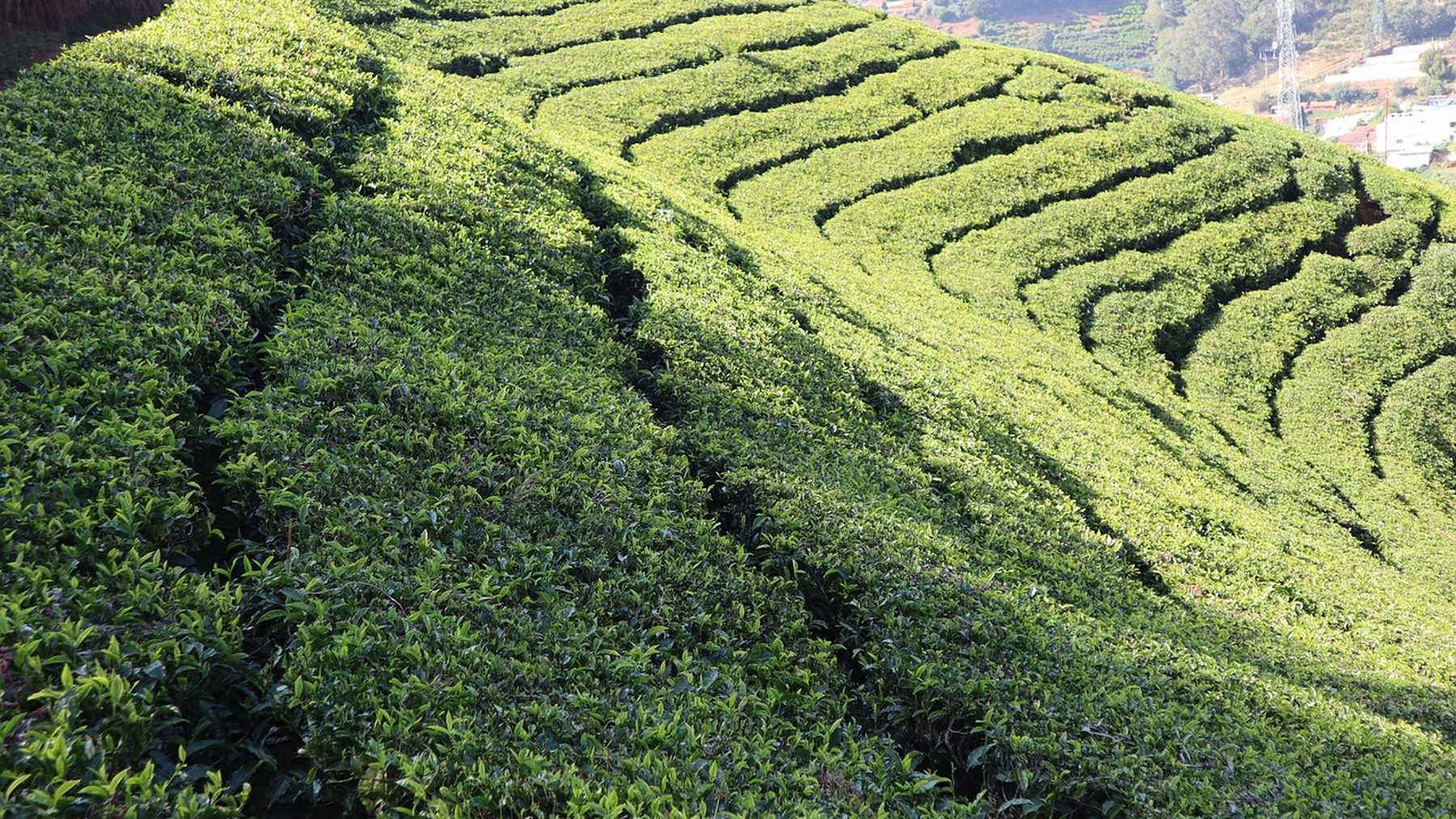 Ooty